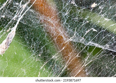 Spider Web Macro Photo. Spider Web Texture.