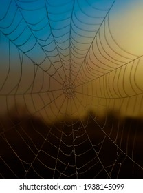 Spider Web Macro Photography In Dusk