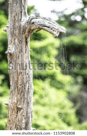 Similar – Image, Stock Photo The lonely screw