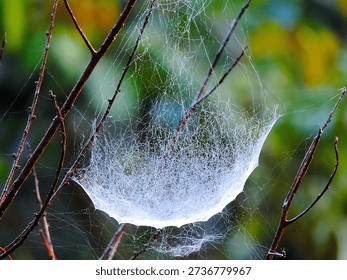 spider web making its home