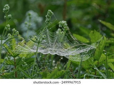 spider web in meadow plants - Powered by Shutterstock