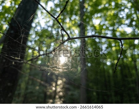 A spider web in the middle of a forest with the sun shining through it.