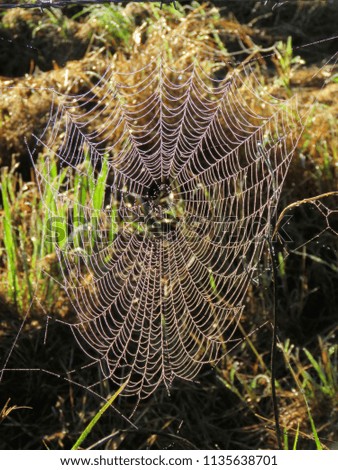 Similar – Image, Stock Photo Illuminated Anigozanthos 2