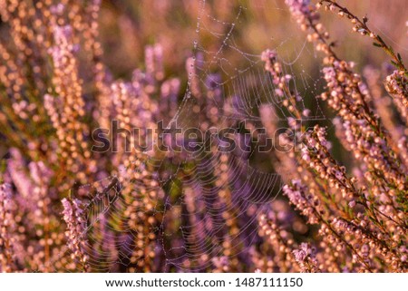 Similar – #A# Lavender sun