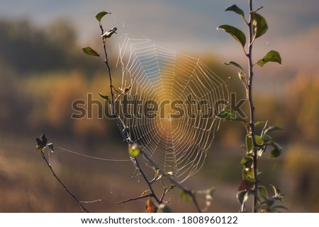 Similar – Image, Stock Photo Summer meadow with mosquitoes