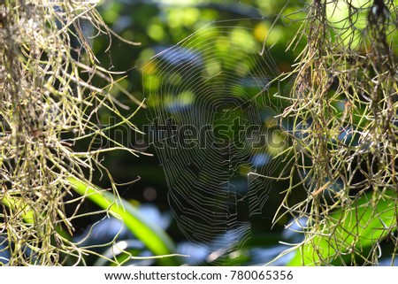 Similar – Foto Bild Einzelgänger Umwelt Natur