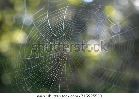 Similar – Image, Stock Photo Branch with luminous leaves of a beech in backlight against a dark background