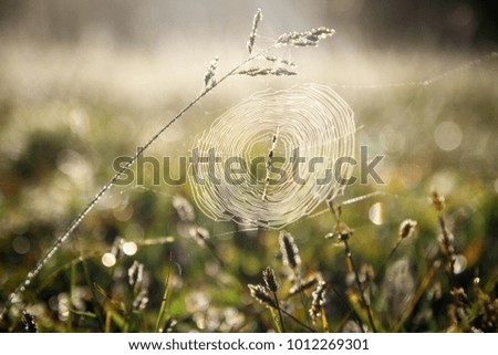 Similar – Image, Stock Photo dandelion Dandelion Flower