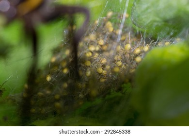 a spider in the web of nature