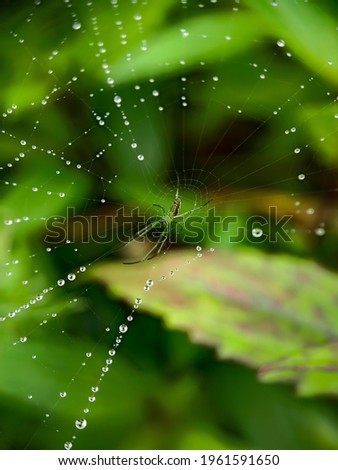 Similar – Image, Stock Photo drosera madagascariensis