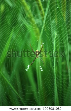 Similar – Image, Stock Photo The fly that wanted to be a bee