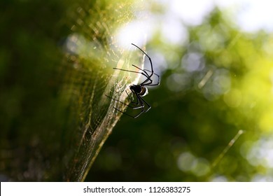A spider web in nature background. spiderweb or cobweb is a device created by a spider out of proteinaceous spider silk extruded from its spinnerets. generally meant to catch its prey.
