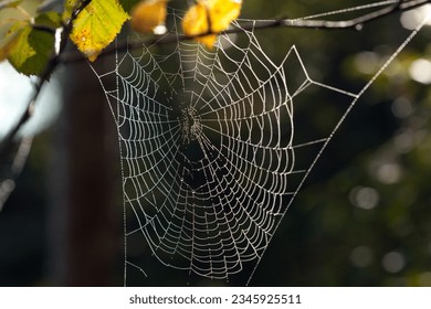 Spider web, spider net, and pattern. Morning sun in a forest. Spider somewhere in the net. - Powered by Shutterstock