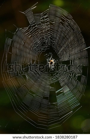 Similar – Foto Bild Im Karton Schnauze braun