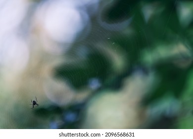 Spider And Web Offset With Web Texture Across Green Background