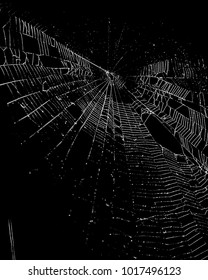 Spider Web On Black Background