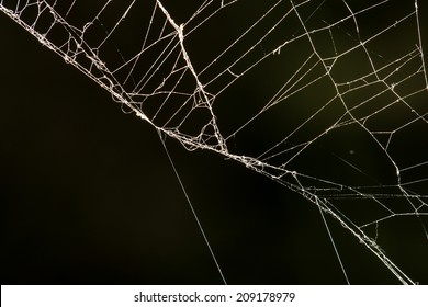 Spider Web On A Black Background