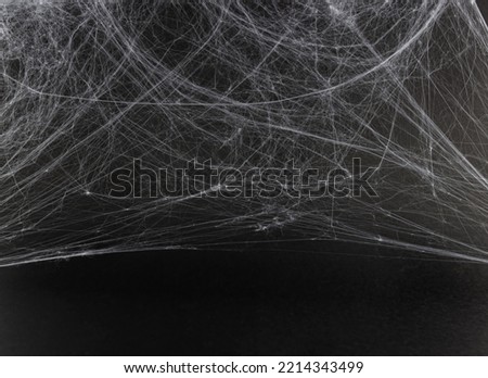 Spider web on a black background.  Background for holiday card, flyer or banner.  Halloween.