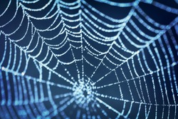 Spinnenweb Op Blauwe Wazige Achtergrond; Close-up