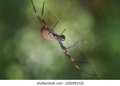Spider in a web on a blurred background