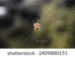 spider in a web on a blurred natural green background. Selective focus. High-quality photo
Close-up macro shot of a European garden spider (cross spider, Araneus diadematus) sitting in a spider web
