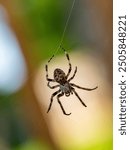 spider in a web on a blurred natural green background. Selective focus. High-quality photo Close-up macro shot of a European garden spider (cross spider, Araneus diadematus) sitting in a spider web