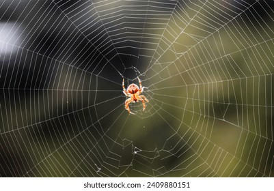 spider in a web on a blurred natural green background. Selective focus. High-quality photo
Close-up macro shot of a European garden spider (cross spider, Araneus diadematus) sitting in a spider web
 - Powered by Shutterstock