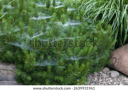 spider web on the branches of a pine tree in the garden