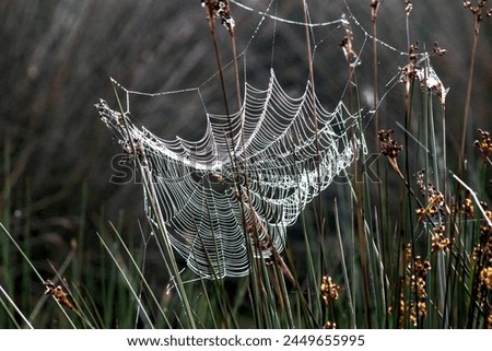 Spider web on bushes. Water drops on spider web. Art idea concept in nature. Hunting methods of animals. Horizontal photo. Entomology. Environment. No people, nobody. 