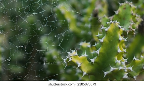 2,210 Spider In Cactus Images, Stock Photos & Vectors | Shutterstock