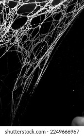 spider web on a dark background