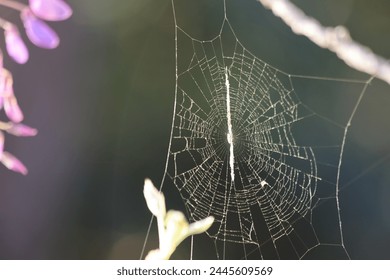 spider web on dark background