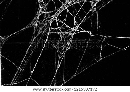 spider web on a dark background