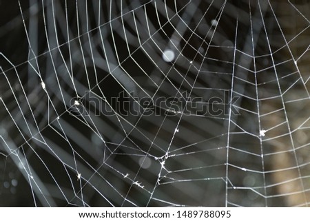 Similar – Foto Bild Netz Natur Spinne nass