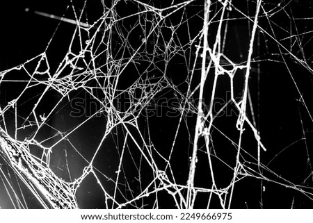 spider web on a dark background