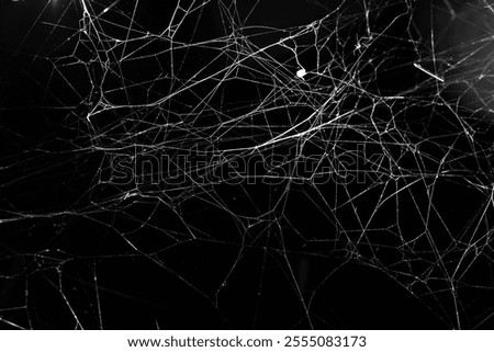 spider web on a dark background
