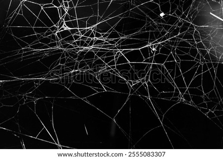 spider web on a dark background