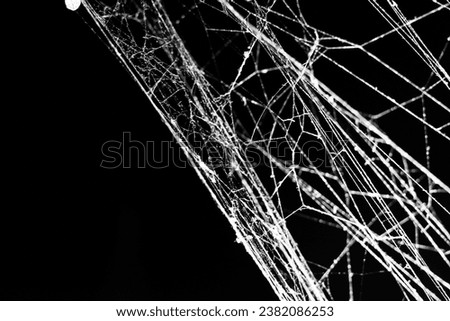 spider web on a dark background,for halloween,business abstraction
