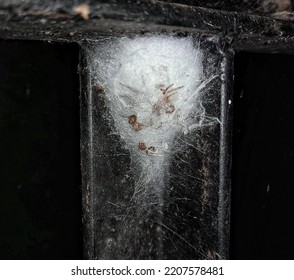 Spider Web On Dirty Window Bar