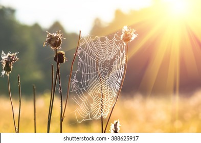 Spider web on a dry grass early in the morning sun - Powered by Shutterstock