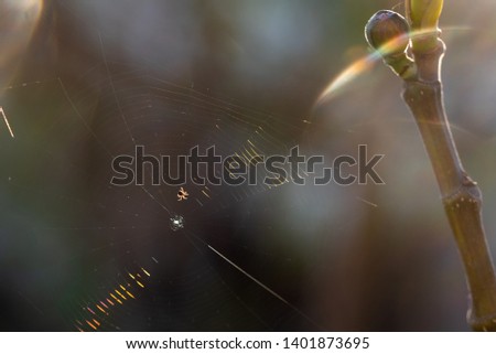 Similar – Image, Stock Photo nail snake Sunrise Sunset