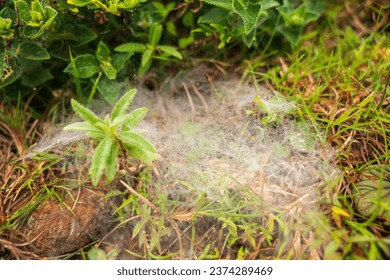 spider web on the grass. Selective focus. High quality photo