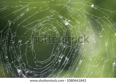 Similar – Foto Bild Netz Natur Spinne nass