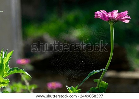 Similar – Abstauber Hummel Blüte