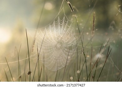 Spider web on a meadow during sunrise. - Powered by Shutterstock