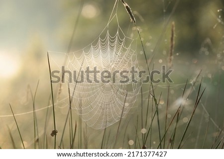 Spider web on a meadow during sunrise.