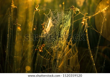 Grass fireworks 4 Nature