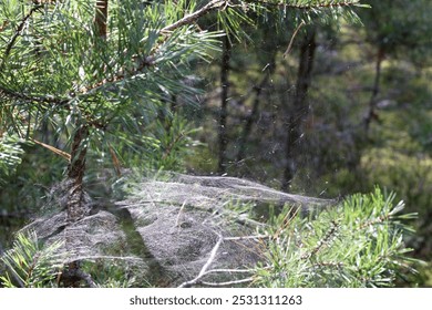 Spider web on pine tree branches - Powered by Shutterstock