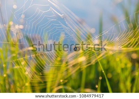 Similar – Image, Stock Photo sonnenblind Well-being