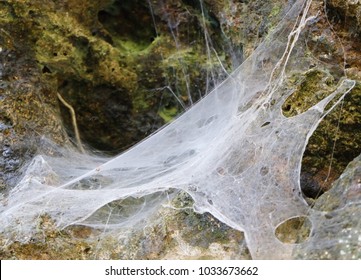 Spider web on stone background,North of Thailand - Powered by Shutterstock